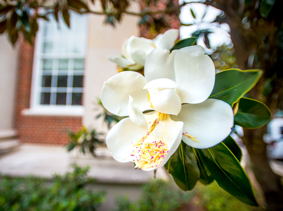 Blooming magnolia flower on campus