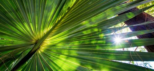 Palmetto leaf